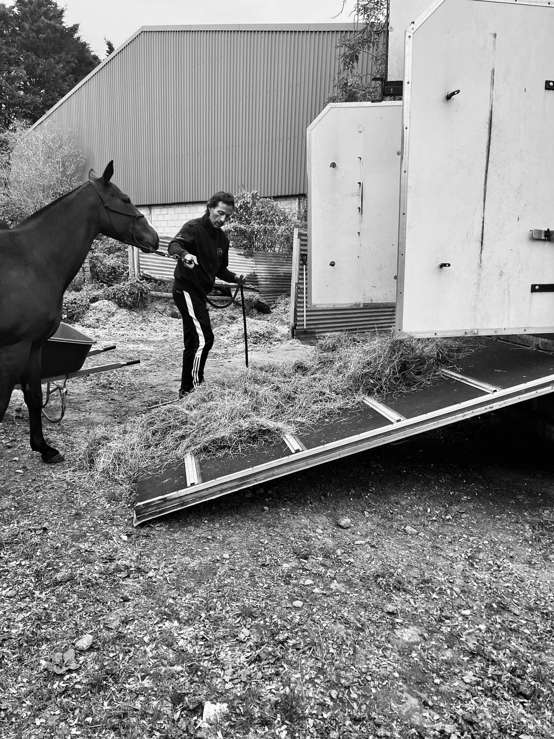 How to help a difficult horse load into the trailer/truck - Morea Polo Saddlery