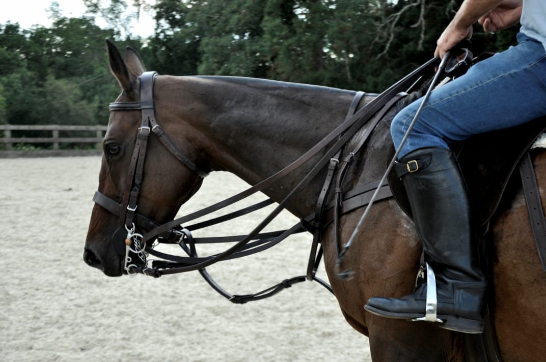 How to Store Your Polo Bridles and Accessories at the End of the Season - Morea Polo Saddlery