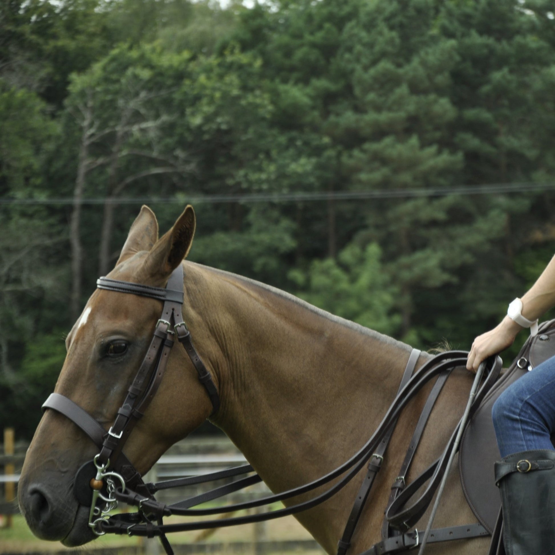 Full Polo Bridle - Morea Polo Saddlery